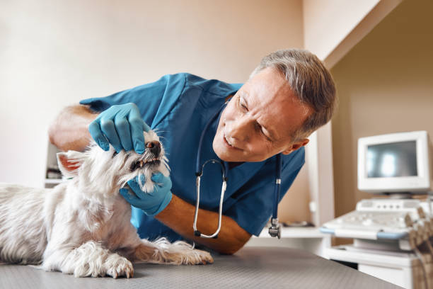 Best Chipped Tooth Repair Near Me  in Vandalia, OH